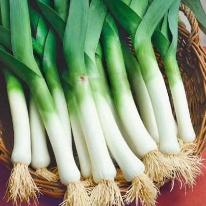 Pór Odrín F1 - Allium porrum - semená póru - 70 ks