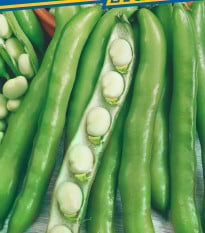 Bôb obyčajný Perla - Vicia faba - semená bôbu - 20 ks
