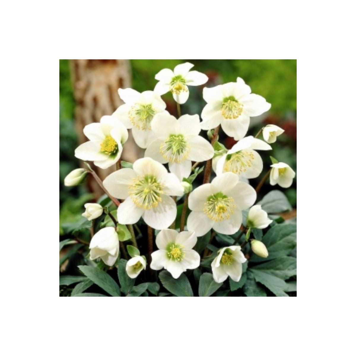 Čemerica biela - Helleborus niger - voľnokorenné sadenice čemerice - 1 ks