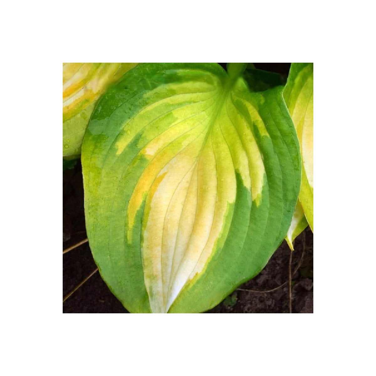 Funkia - Hosta Banana Bay - hľuzy funkie - 1 ks