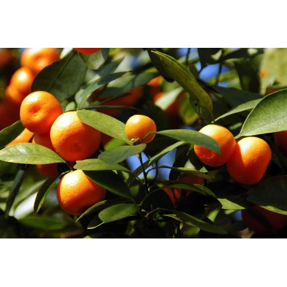 Mandarínka Kalamondín - Citrus mitis - semená mandarínky - 3 ks