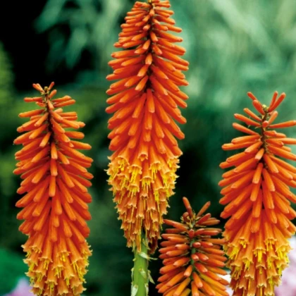 Mnohokvet oranžový - Kleopatrina ihla - Kniphofia - voľnokorenné sadenice mnohokvetu - 1 ks