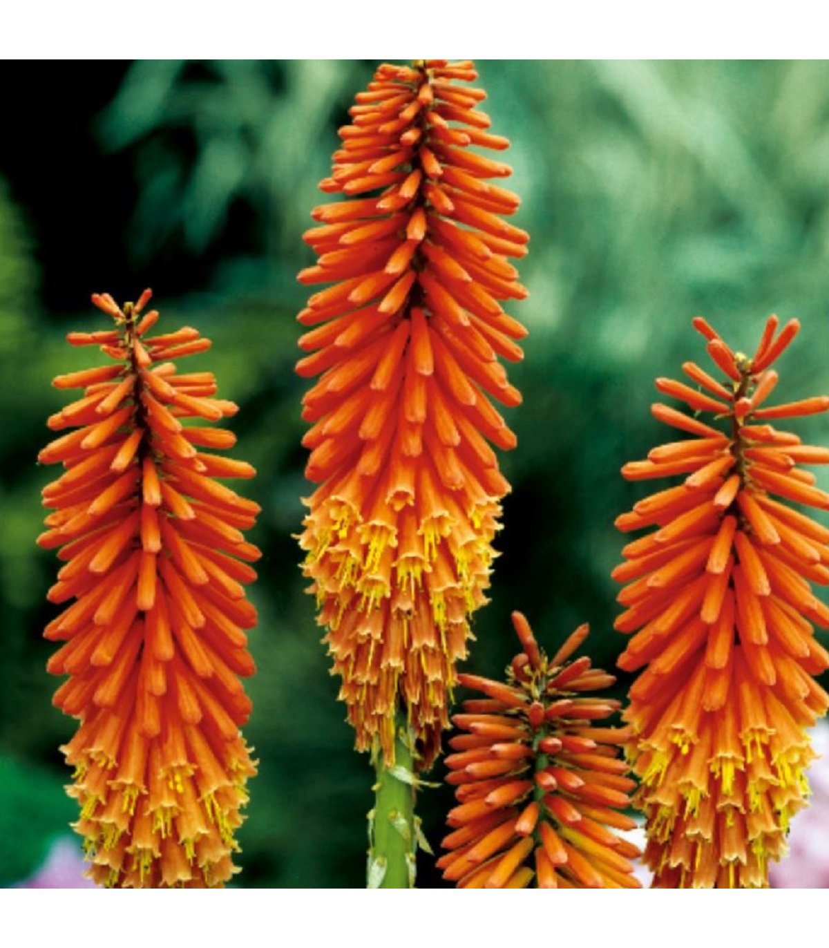 Mnohokvet oranžový - Kleopatrina ihla - Kniphofia - voľnokorenné sadenice mnohokvetu - 1 ks