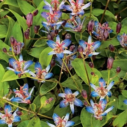 Ľaliovka srstnatá Tojen - Tricyrtis hirta - prostokorenné sadenice ľaliovky - 1 ks