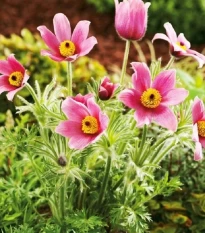 Poniklec ružový - Pulsatilla - voľnokorenné sadenice poniklecu - 1 ks