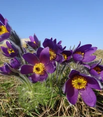 Poniklec modrý - Pulsatilla - voľnokorenné sadenice poniklecu - 1 ks