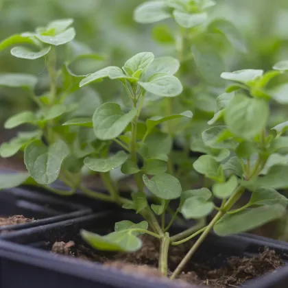 Majorán záhradný Marcelka - Majorana hortensis - semená majoránky - 500 ks