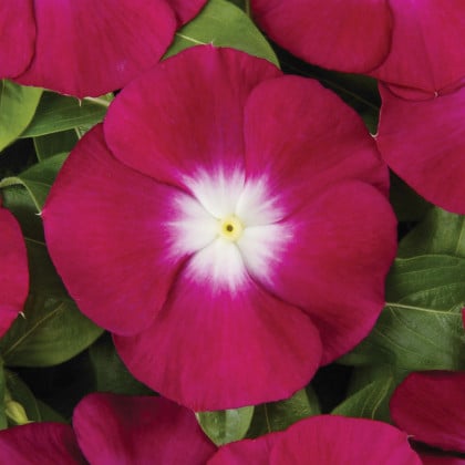 Katarant Volante Burgundy Halo - Catharanthus - semená katarantu - 30 ks