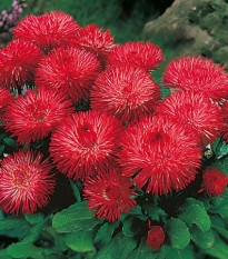 Sedmokráska obyčajná Habanera červená - Bellis perennis - semená sedmokrásky - 40 ks