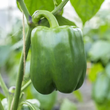 Paprika Beluga green F1 - Capsicum annuum - semená papriky - 5 ks
