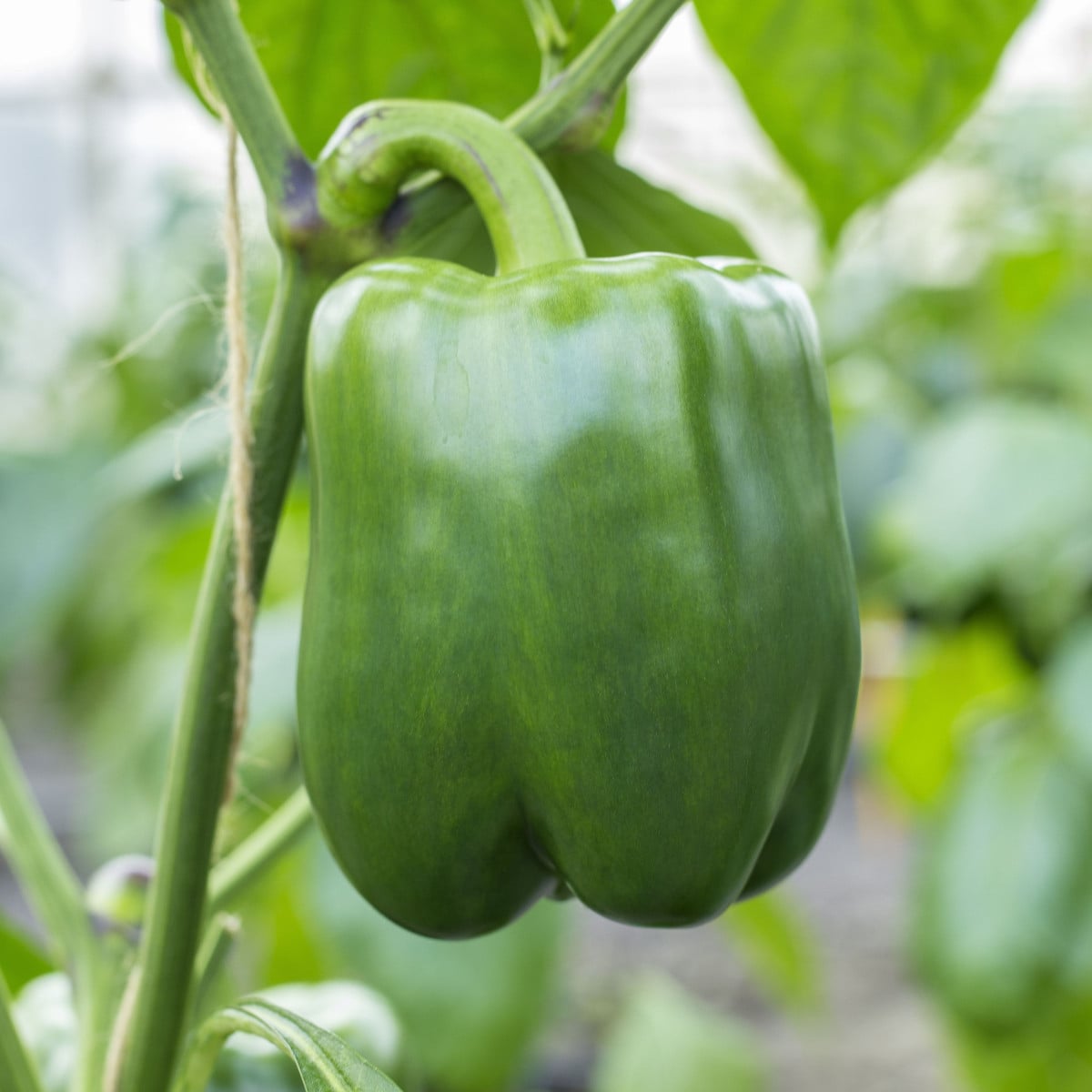 Paprika Beluga green F1 - Capsicum annuum - semená papriky - 5 ks