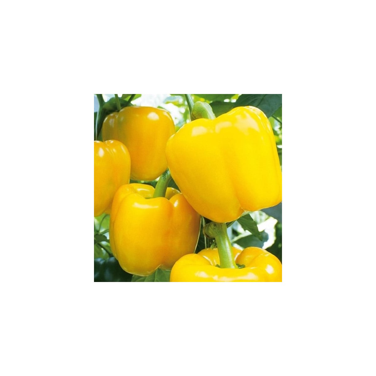 Paprika Beluga Yellow F1 - Capsicum annuum - semená papriky - 5 ks