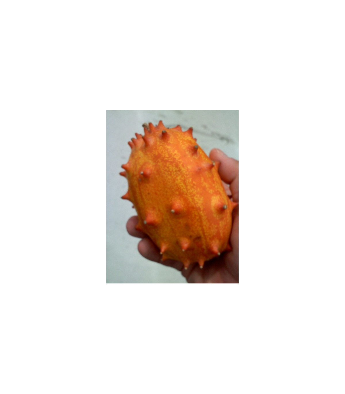 Africký melón Kiwano - Cucumis metuliferus - semená afrického melóna - 8 ks