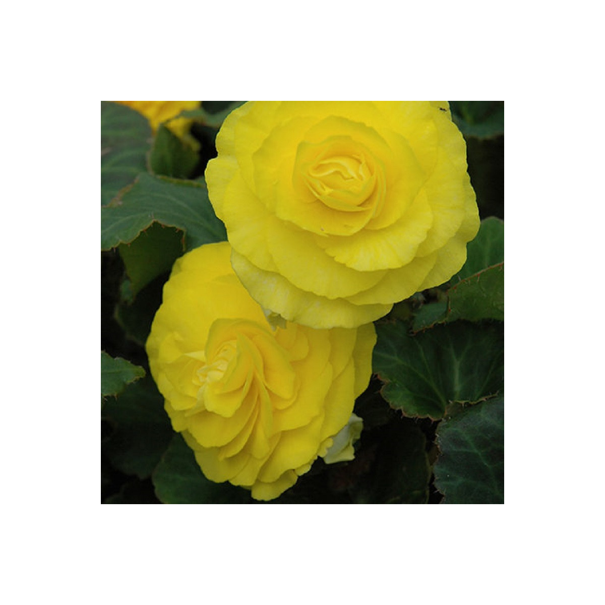 Begónie Nonstop F1 Yellow - Begonia tuberhybrida - semená begónie - 20 ks