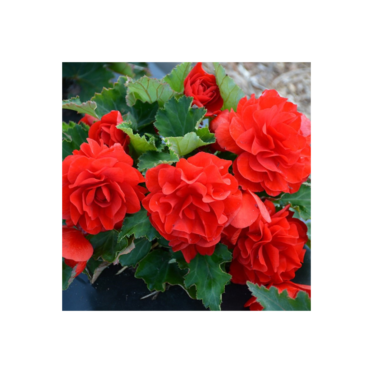 Begónia Nonstop F1 Red - Begonia tuberhybrida - semená begónie - 20 ks