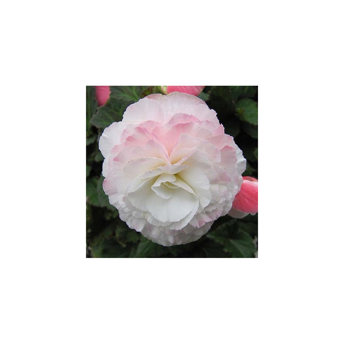 Begónia Nonstop F1 Appleblossom - Begonia tuberhybrida - semená begónie - 20 ks