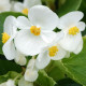 Begónia Superstar F1 White - Begonia semperflorens - semená begónie - 20 ks