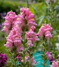 Papuľka väčšia Rocket F1 Rose - Antirrhinum majus - semená papuľky - 20 ks