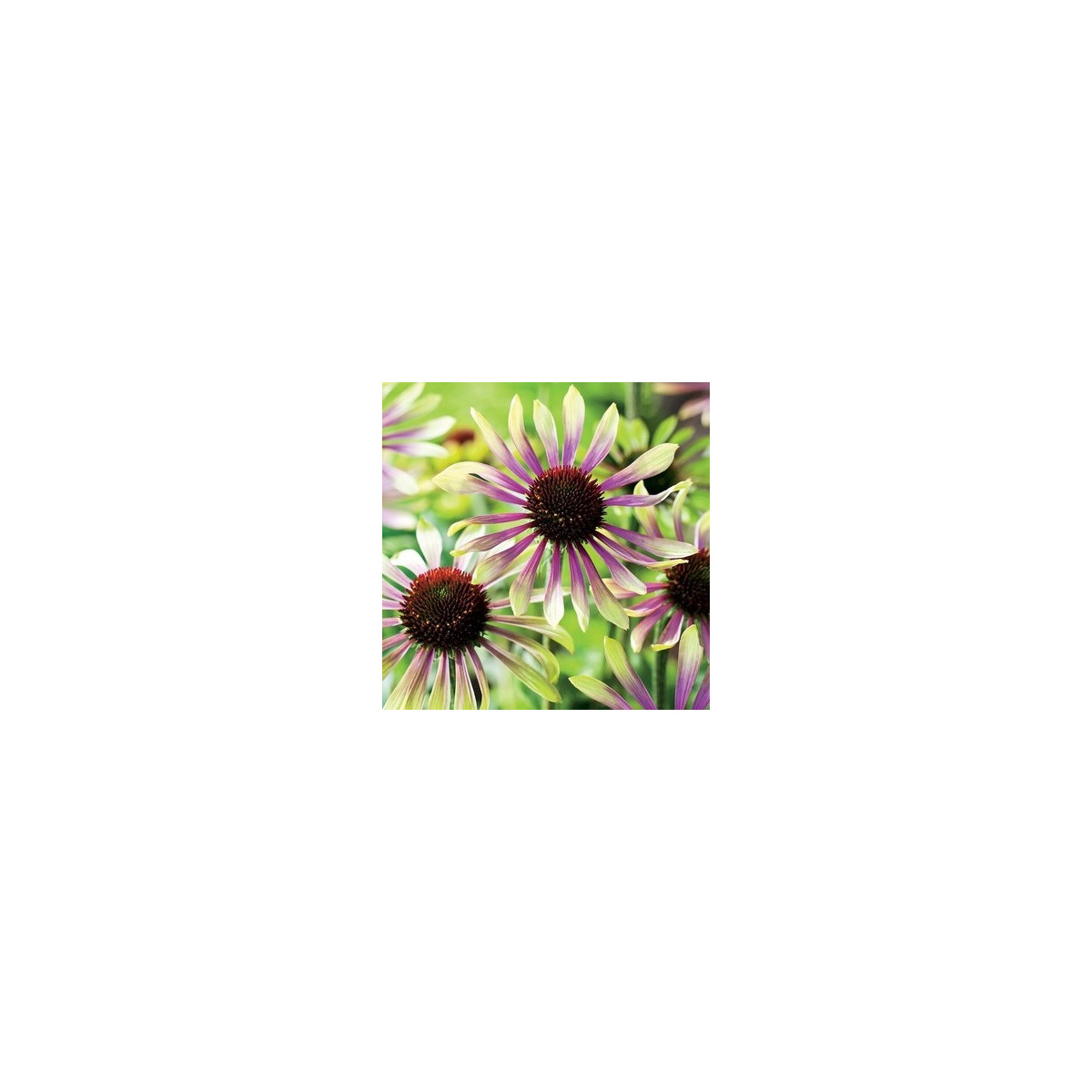 Echinacea Green Twister - Echinacea purpurea - voľnokorenné sadenice echinacey - 1 ks