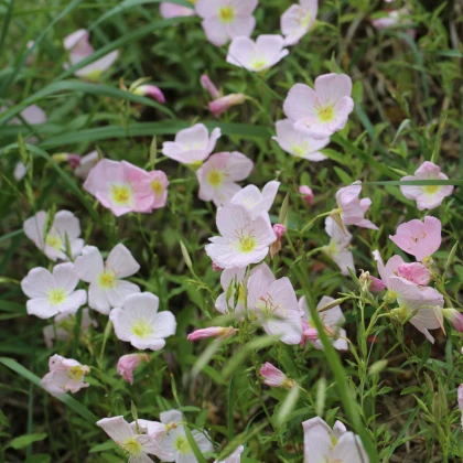 Pupalka ružová kobercová - Oenothera speciosa - semená pupalky - 50 ks