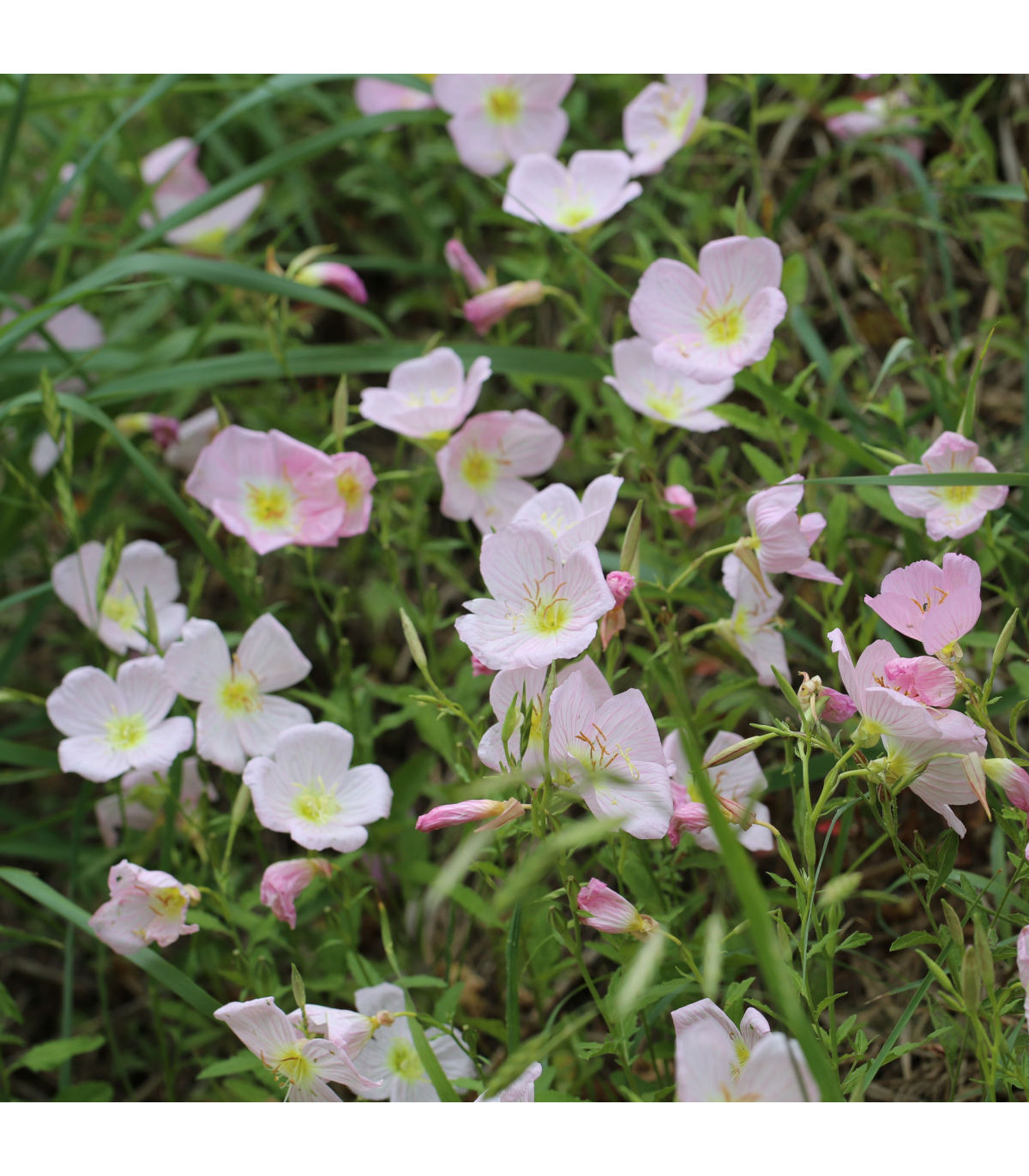 Pupalka ružová kobercová - Oenothera speciosa - semená pupalky - 50 ks
