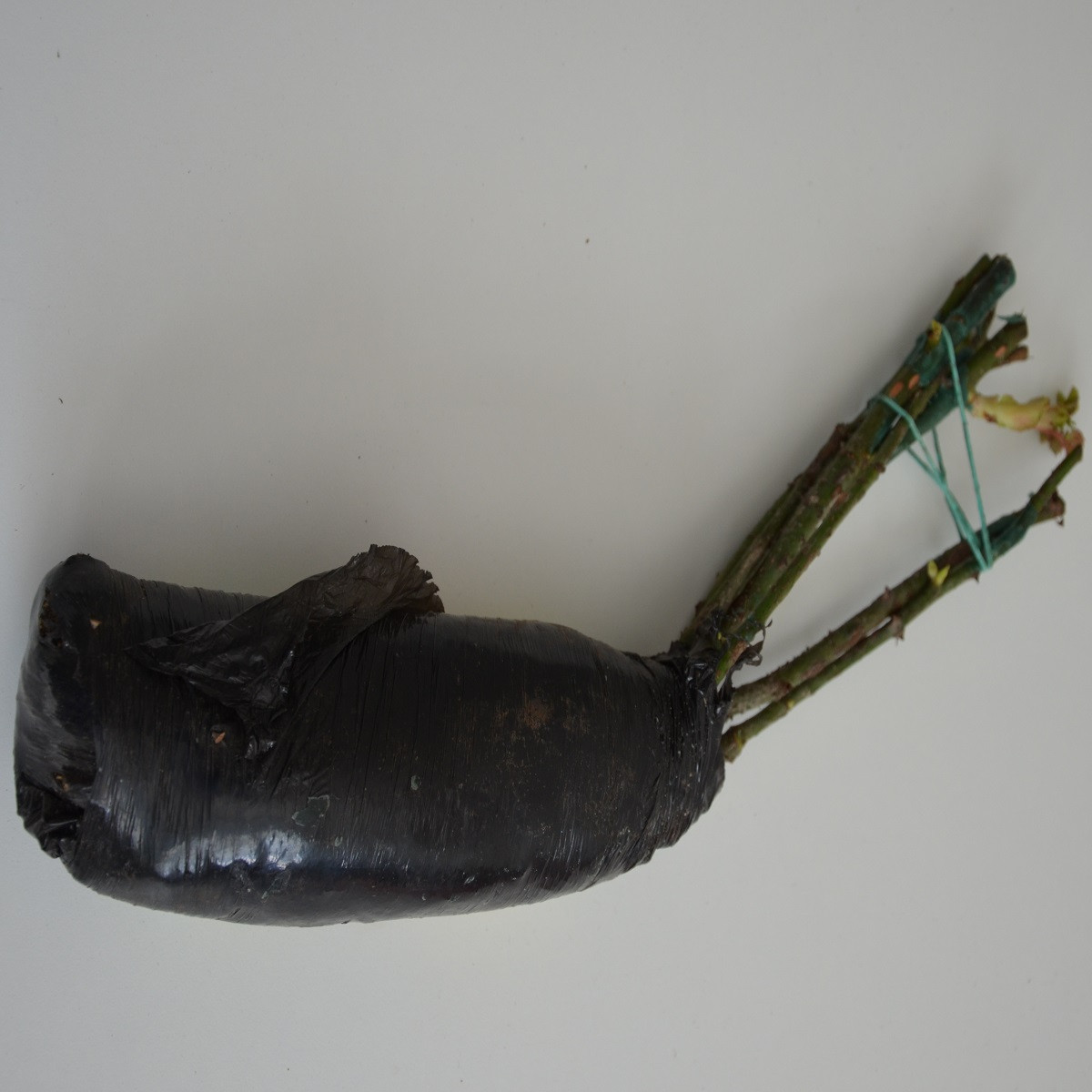 Ruža veľkokvetá pnúca oranžová - Rosa - voľnokorenné sadenice ruží - 1 ks