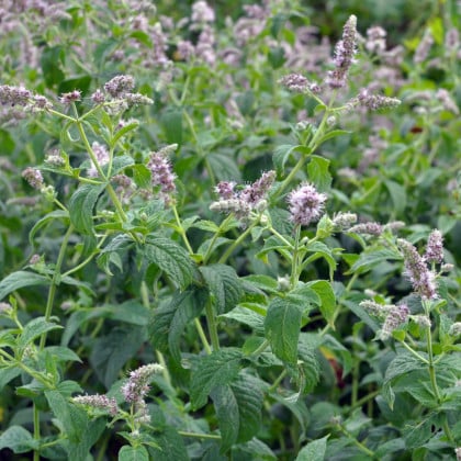 Mäta dlholistá Horse mint - Mentha longifolia - semená mäty - 0,1 g