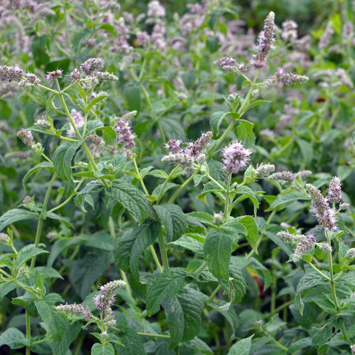 Mäta dlholistá Horse mint - Mentha longifolia - semená mäty - 0,1 g