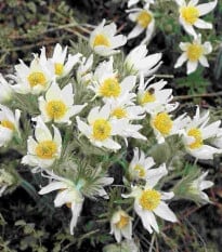 Poniklec obyčajný White Bells - Pulsatilla vulgaris - semená koniklece - 20 ks
