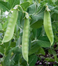 BIO hrach cukrový Ambrosia - Pisum sativum - bio semená hrachu - 45 ks