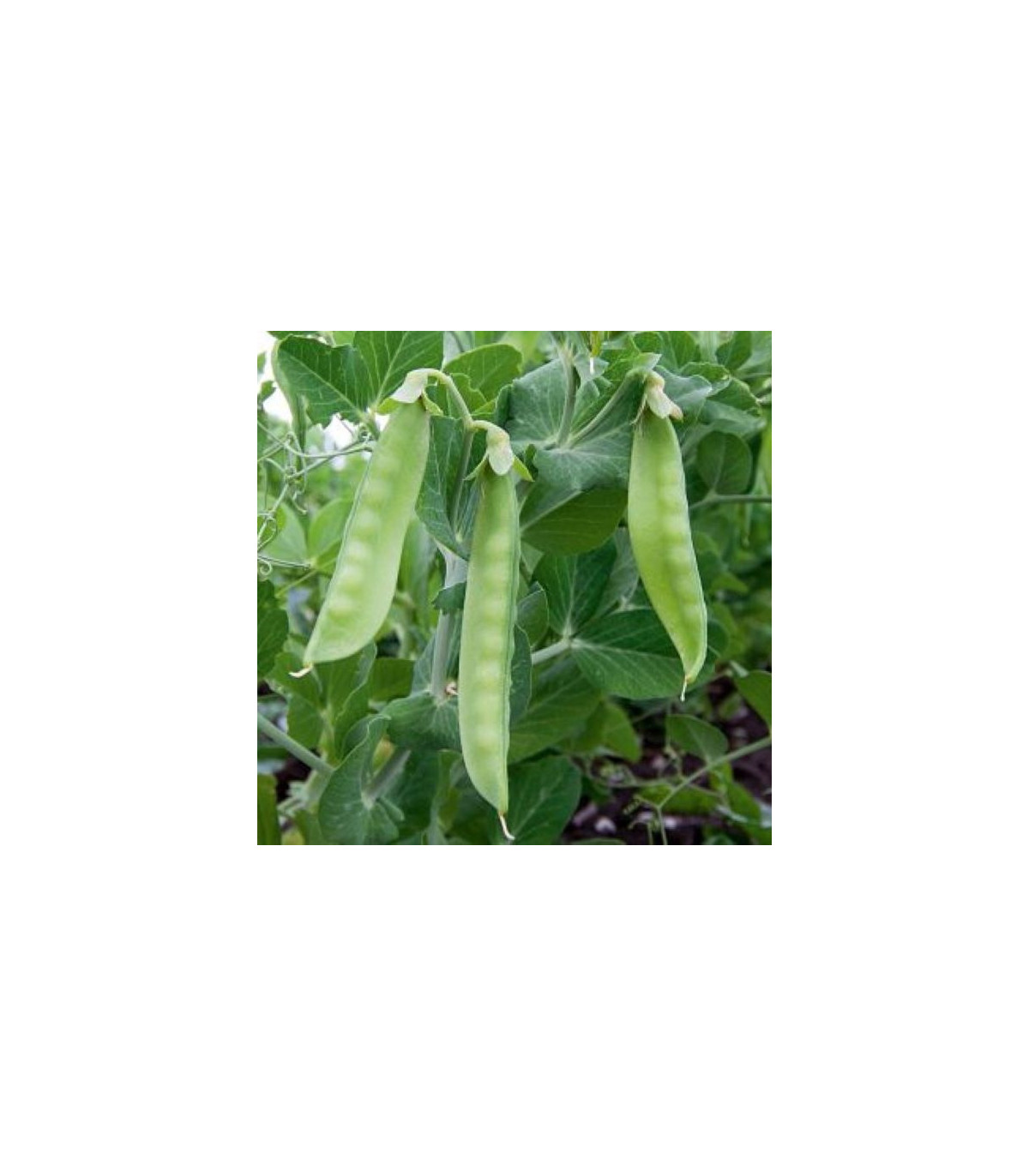 BIO hrach cukrový Ambrosia - Pisum sativum - bio semená hrachu - 45 ks