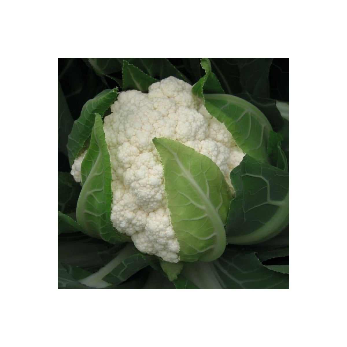 BIO Karfiol Flamenco F1 - Brassica oleracea - bio semená karfiolu - 15 ks