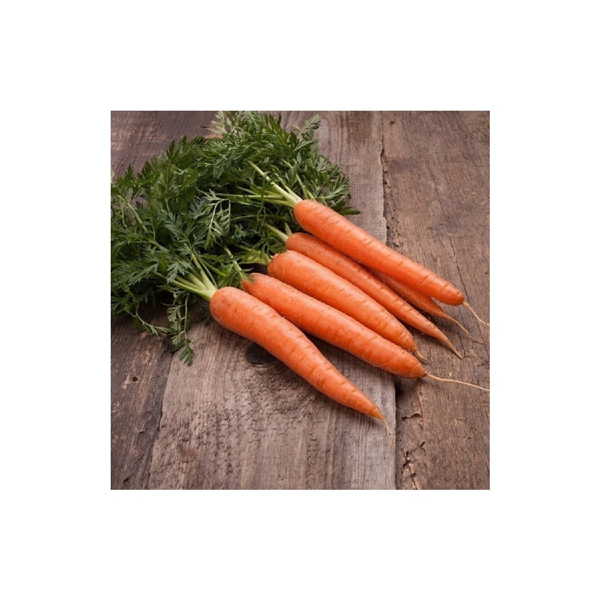BIO Mrkva raná Touchon - Daucus carota - bio semená mrkvy - 200 ks