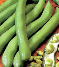 BIO Bob Hangdown - Vicia faba - semená bio bôbu - 20 ks