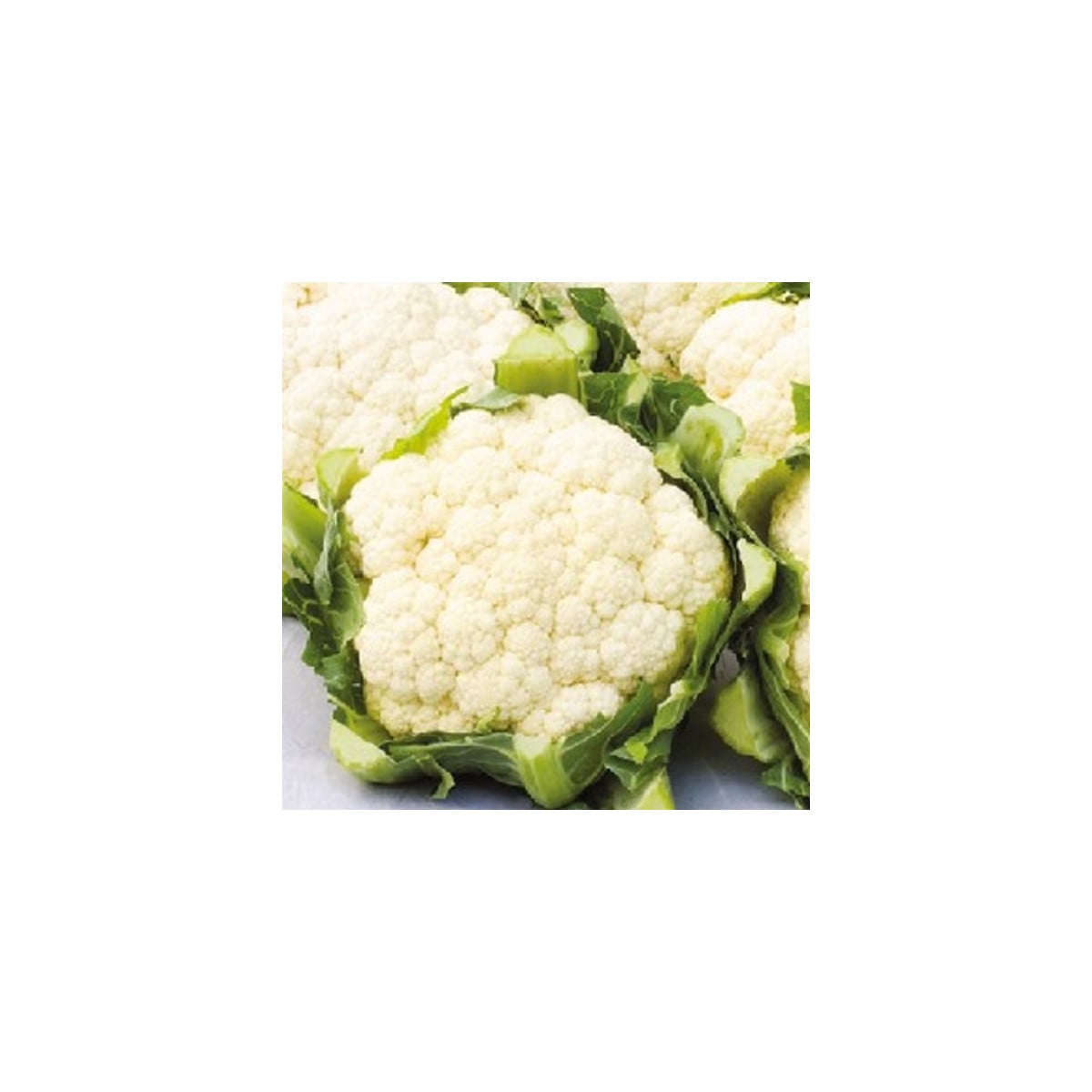 BIO Karfiol neskorý Tabiro - Brassica oleracea - bio semená karfiolu - 20 ks
