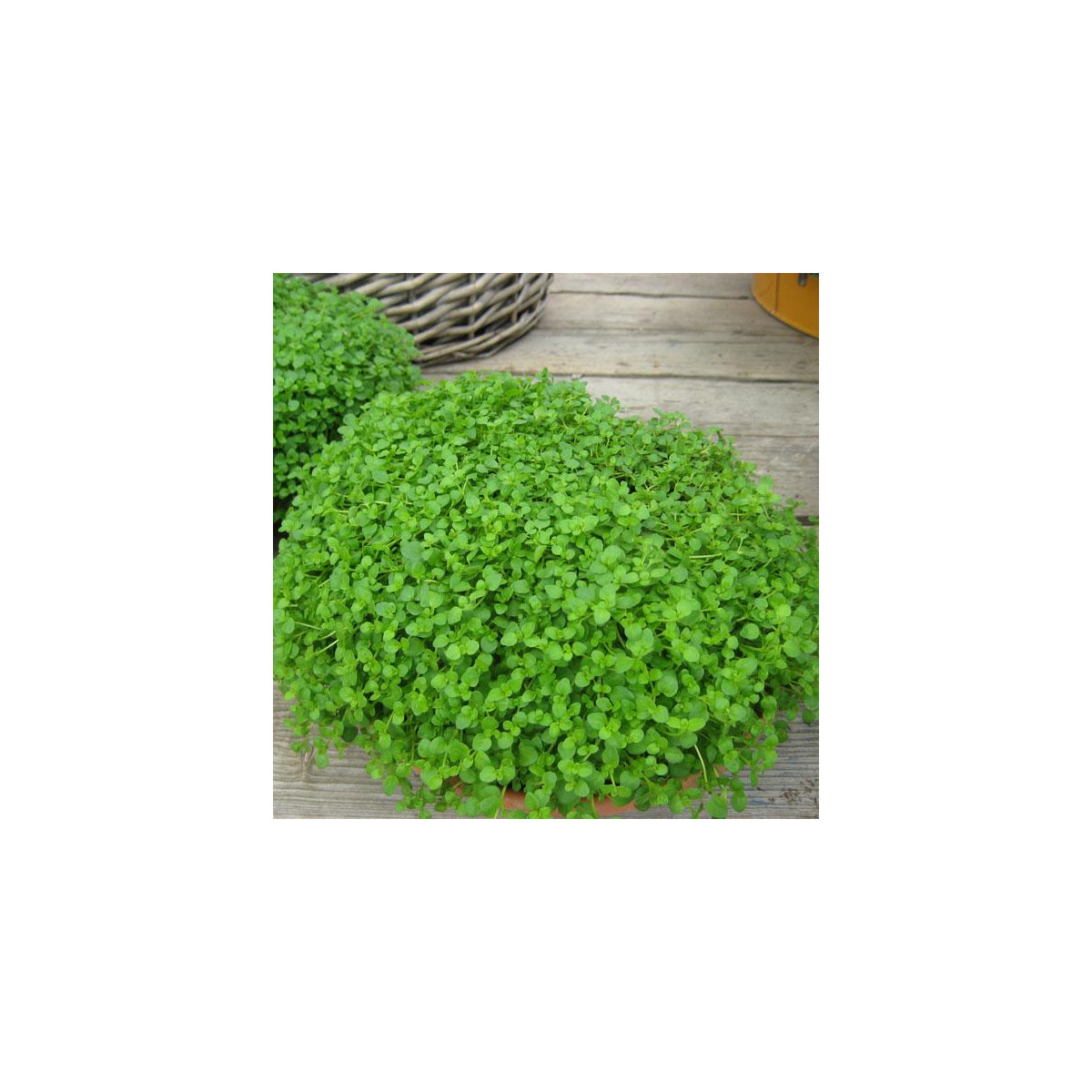 Mäta pieporná Mini Mint - Mentha piperita - semená mäty - 20 ks