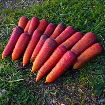 BIO Mrkva raná Rouge Sang - Daucus carota - bio semená mrkvy - 200 ks