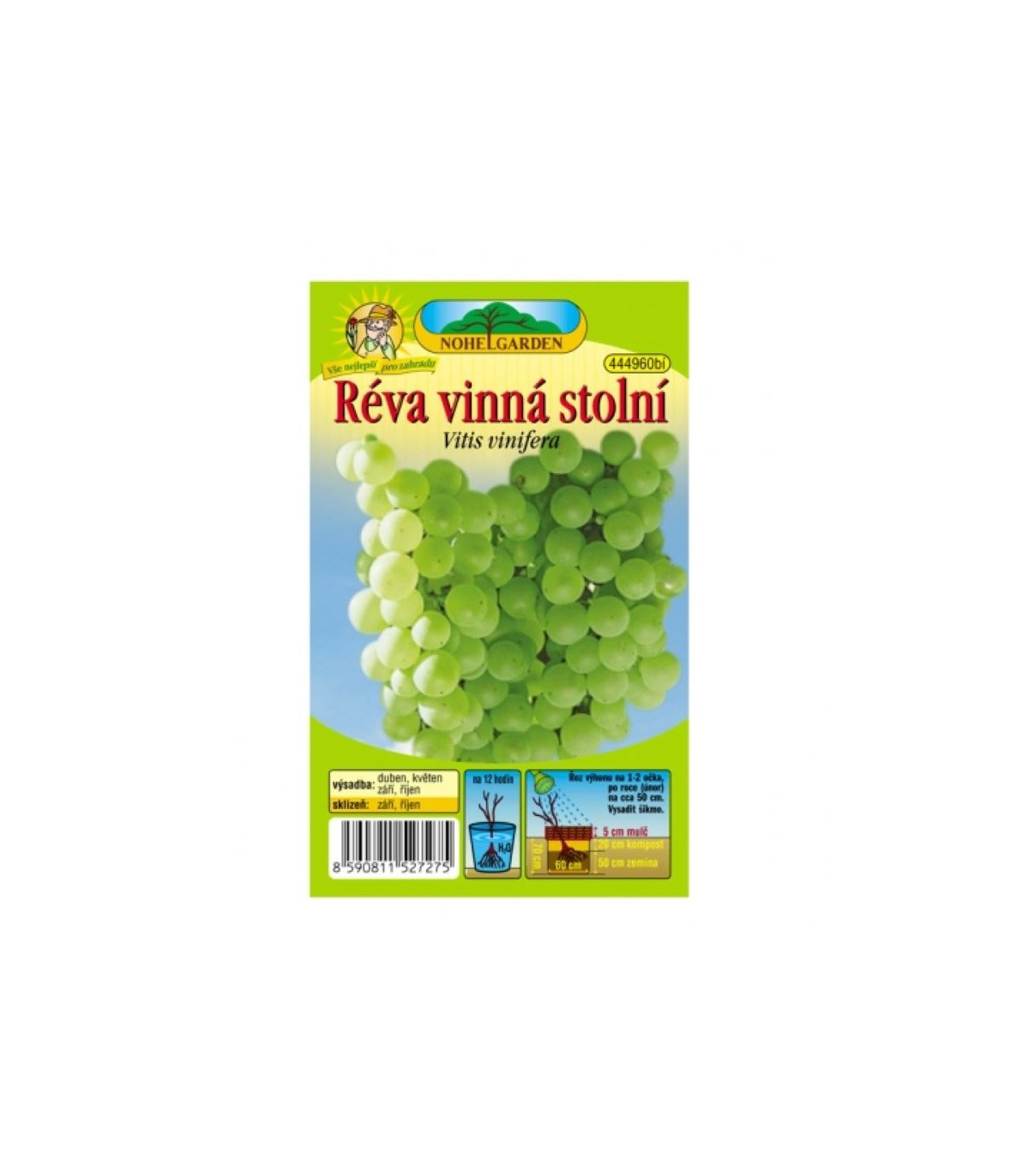 Vinič hroznorodý - Vitis vinifera - sadenice viniča - 1 ks