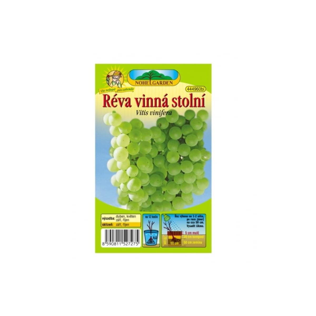 Vinič hroznorodý - Vitis vinifera - sadenice viniča - 1 ks