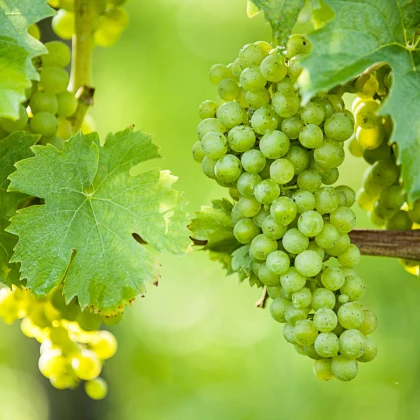 Vinič hroznorodý - Vitis vinifera - sadenice viniča - 1 ks