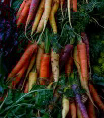 Semená mrkvy Harlequin Mix F1 - výsevný pásik - 5 m