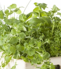 Semená korenia - mix - výsevný opasok - 5 m