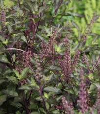 Bazalka posvätná červená - Ocimum tenuiflorum - semená bazalky - 30 ks