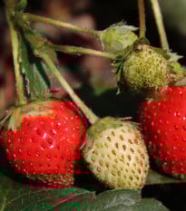 Jahody stáleplodiace Elan F1 - Fragaria ananassa - semená jahody - 10 ks