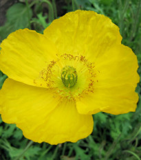 Mak Champagne Bubbles Yellow - Papaver nudicaule - semená maku - 20 ks