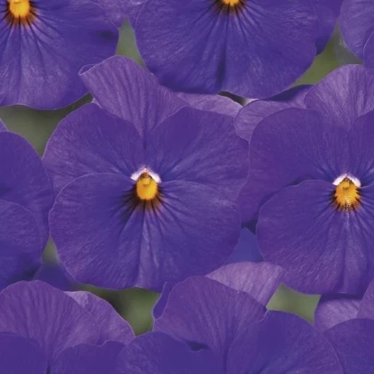 Fialka Twix F1 Blue with Eye - Viola cornuta - semená fialky - 20 ks