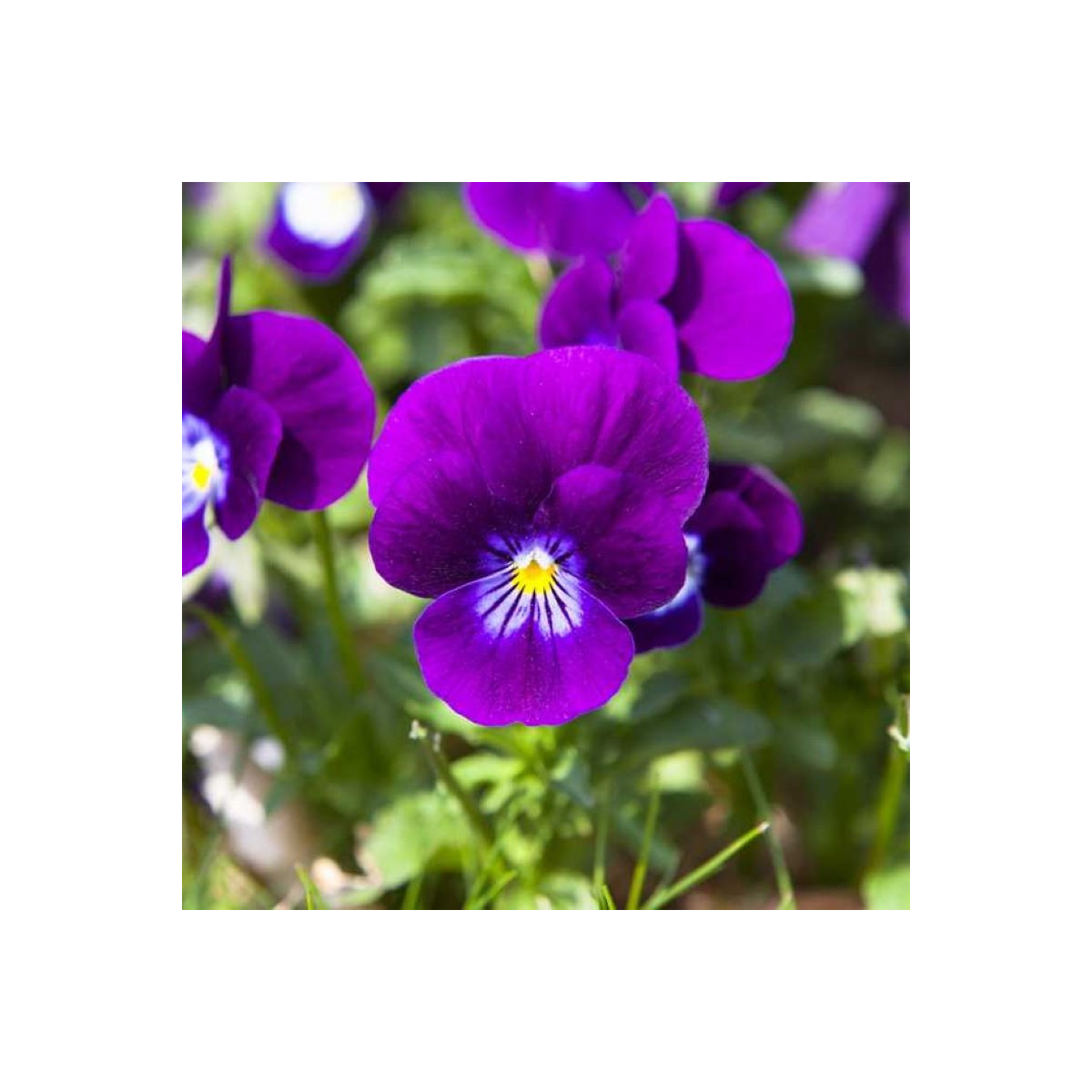 Fialka Twix F1 Violet Flare - Viola cornuta - semená fialky - 20 ks