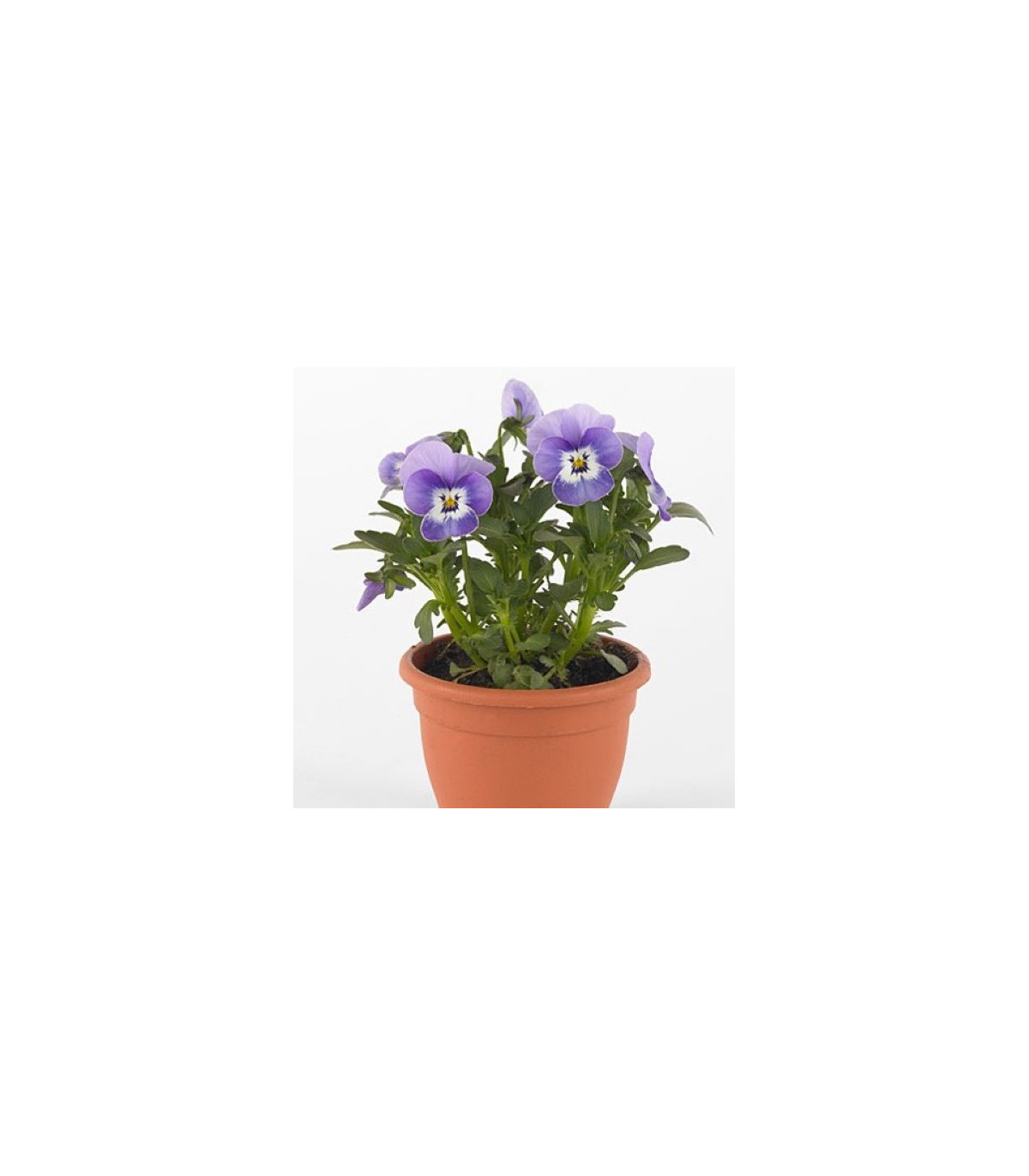 Fialka Twix F1 Marina - Viola cornuta - semená fialky - 20 ks