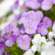 Fialka Twix F1 Rosy - Viola cornuta - semena fialky - 20 ks