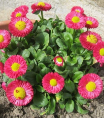 Sedmokráska Speedstar Plus Rose - Bellis perennis - semená sedmokrásky - 40 ks